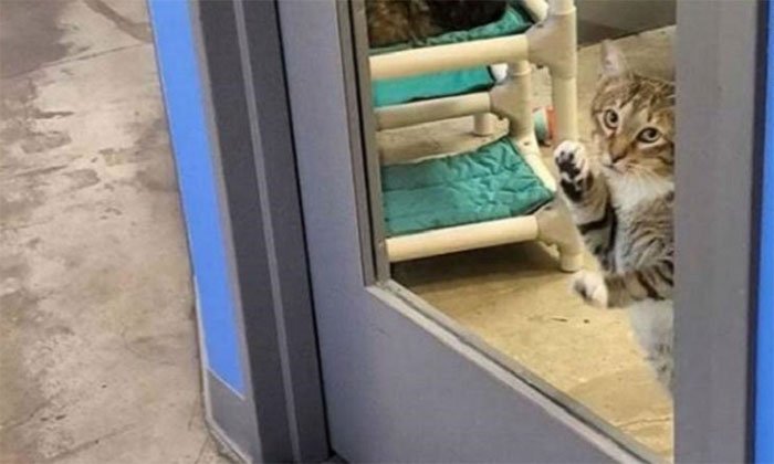 Mèo bị biệt giam vì chuyên dắt đồng loại trốn trại