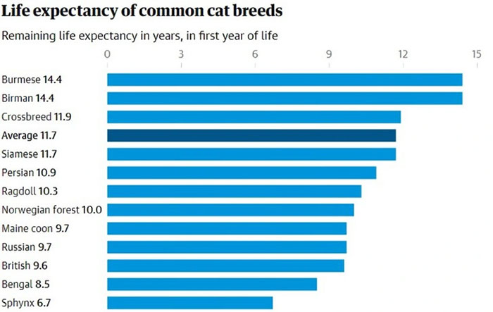 Mèo cái hay mèo đực sống lâu hơn?