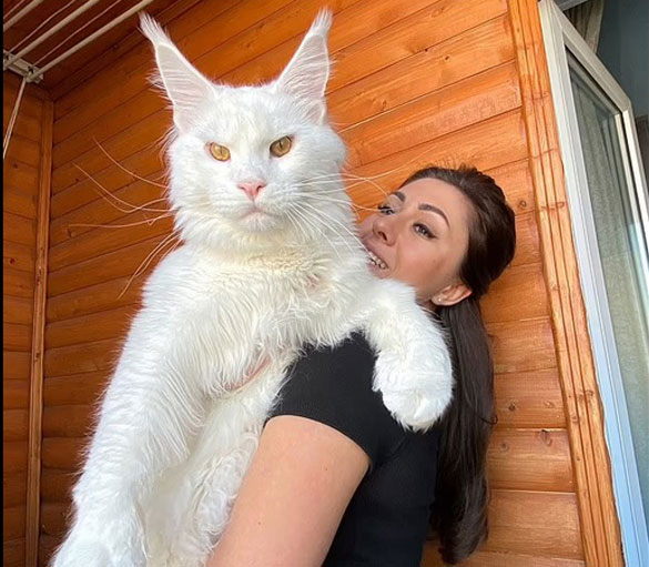 Mèo Kefir - Con mèo trắng tại Nga được coi là to lớn nhất thế giới