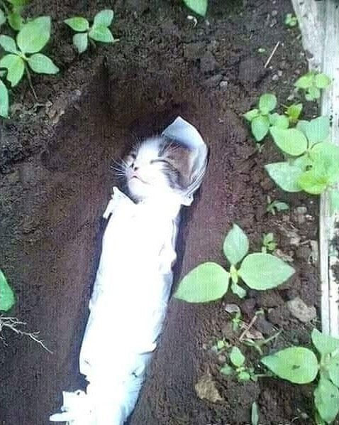 Mèo mẹ tự đào hố chôn mèo con gây xúc động