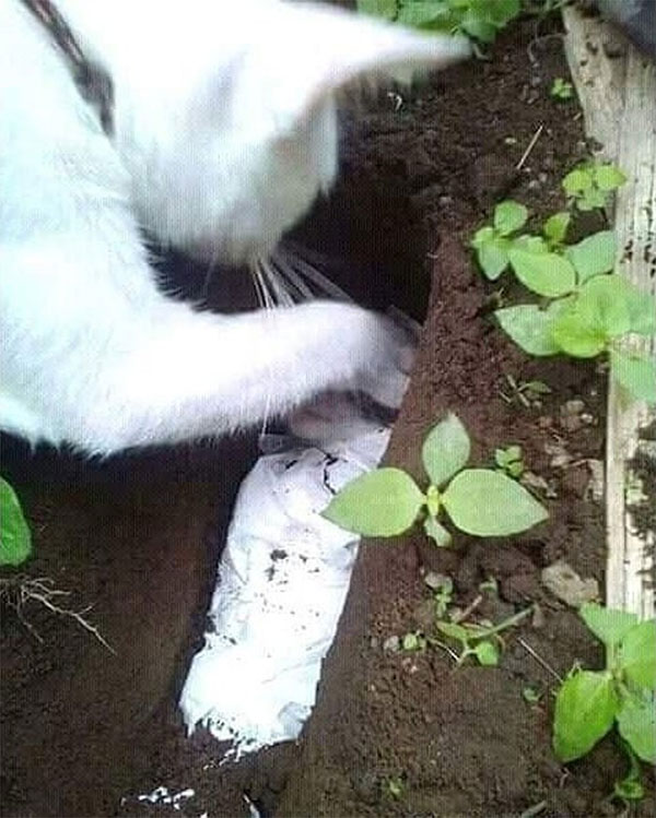 Mèo mẹ tự đào hố chôn mèo con gây xúc động