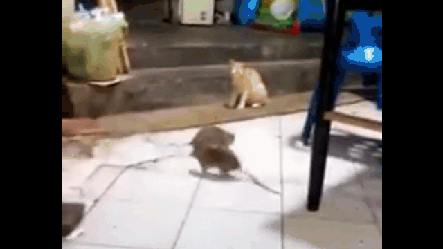 Mèo sợ hãi chứng kiến 2 con chuột khổng lồ đánh nhau trước mặt