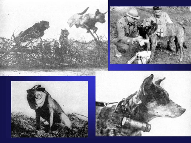 Mercy dog - Những người hùng thầm lặng trong Thế chiến thứ nhất