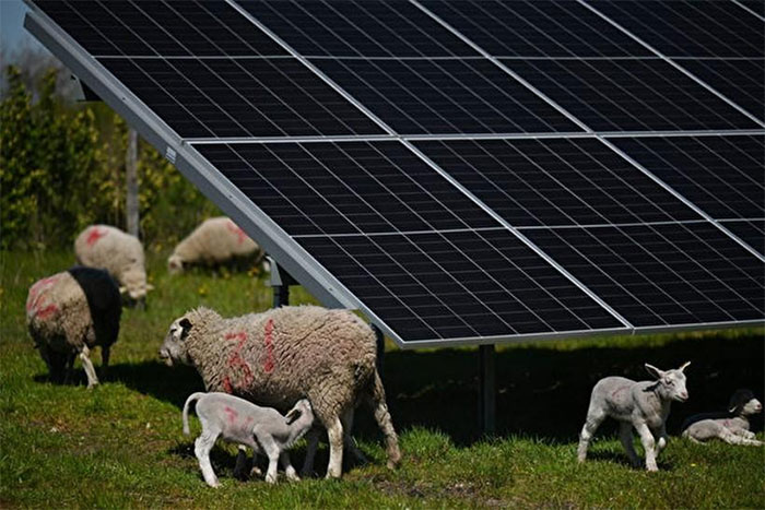 Mô hình Chăn thả + điện mặt trời - công nghệ và động vật chung sống đang phát triển ở Mỹ