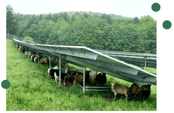Mô hình Chăn thả + điện mặt trời - công nghệ và động vật chung sống đang phát triển ở Mỹ