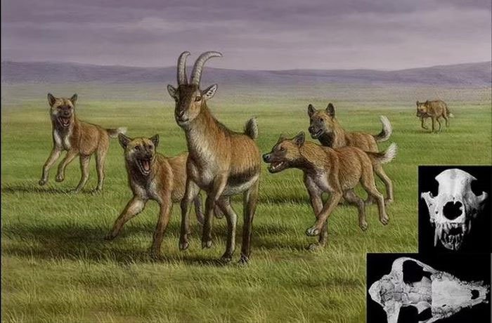 Mộ phần người khác loài và quái thú 1,8 triệu tuổi: Lịch sử thay đổi?