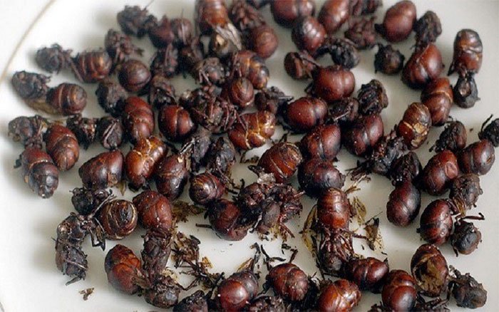 Món kiến mông to - đặc sản ngon khó cưỡng của Colombia