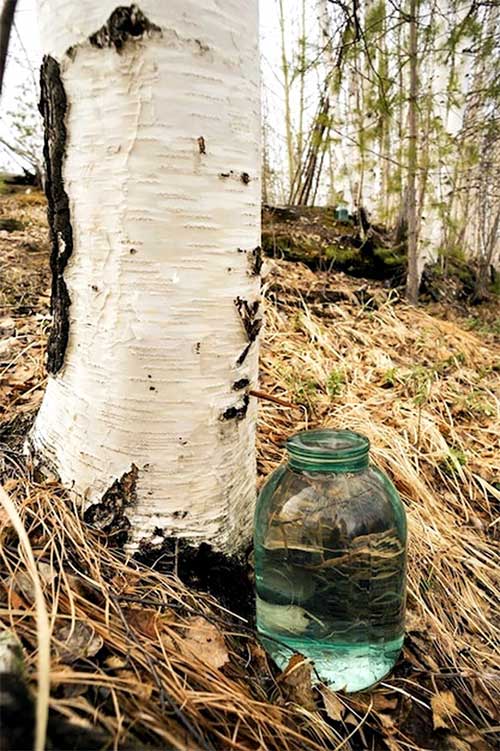 Món nước dừa lạ lẫm chảy ra từ thân cây bạch dương, thức uống được ưa chuộng ở Phần Lan