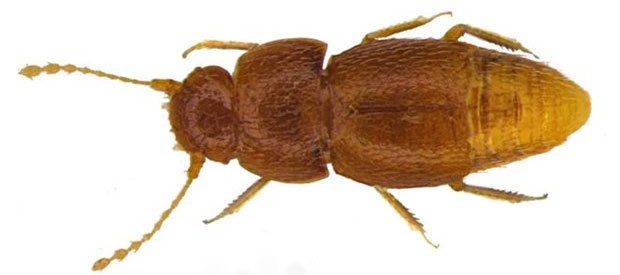 Một loài bọ hung được mang tên nhà hoạt động môi trường trẻ tuổi Greta