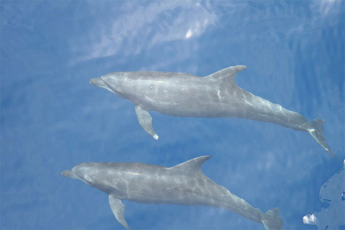 Một loài cá heo mới đã tiến hóa ở Thái Bình Dương