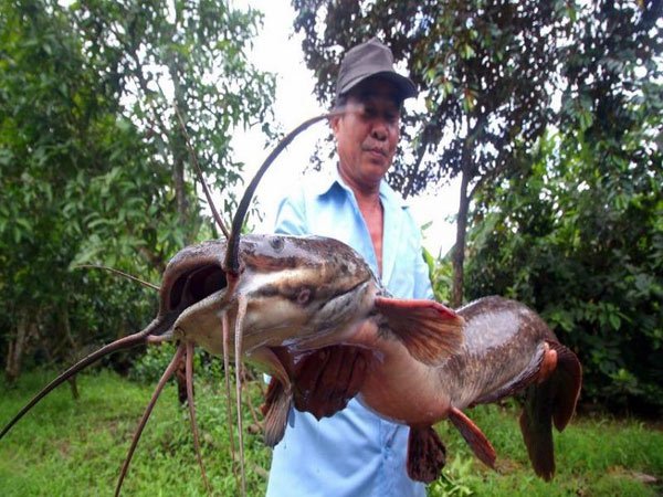 Một nông dân Hậu Giang bắt được cá trê 'khủng' dài hơn 1 mét