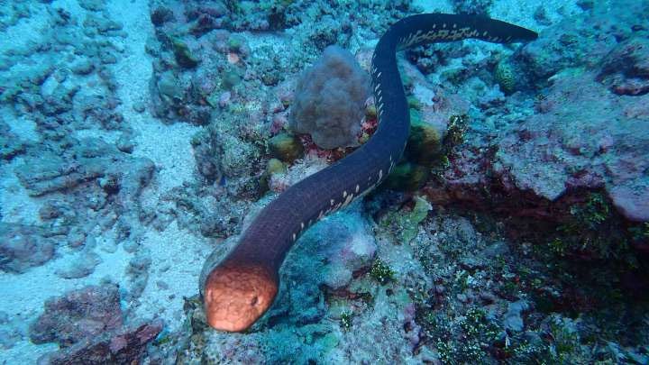 Một số loài rắn biển có thể cảm nhận ánh sáng nhờ… đuôi