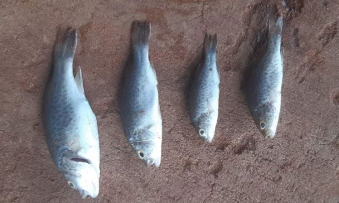 Mưa cá trút xuống thị trấn Lajamanu ở Australia