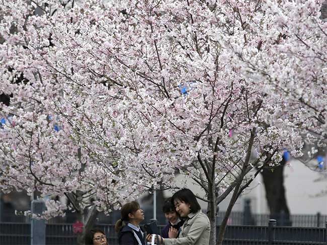 Mùa hoa anh đào nở rộ ở Nhật Bản qua những bức ảnh đẹp ngất ngây