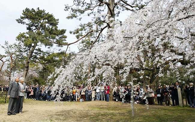 Mùa hoa anh đào nở rộ ở Nhật Bản qua những bức ảnh đẹp ngất ngây