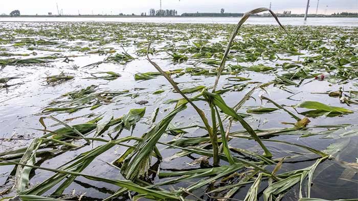 Mưa lũ kỷ lục nhấn chìm vựa lúa của Trung Quốc, gây lo ngại về an ninh lương thực