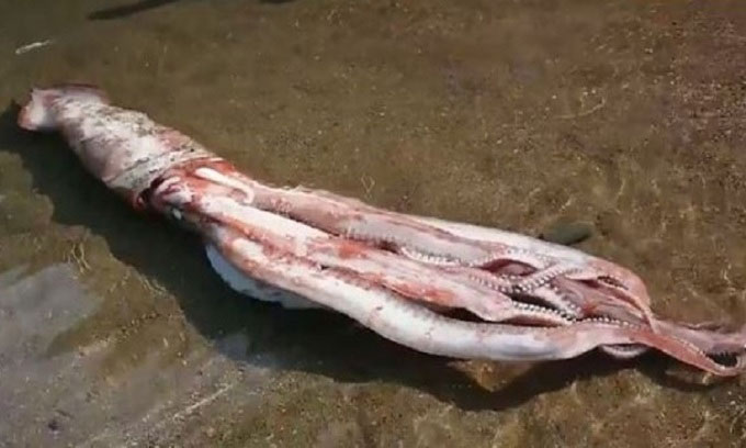 Mực khổng lồ dài 3m còn sống dạt vào bãi biển Nhật Bản