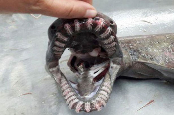Mục sở thị quái vật biển có tới 300 chiếc răng