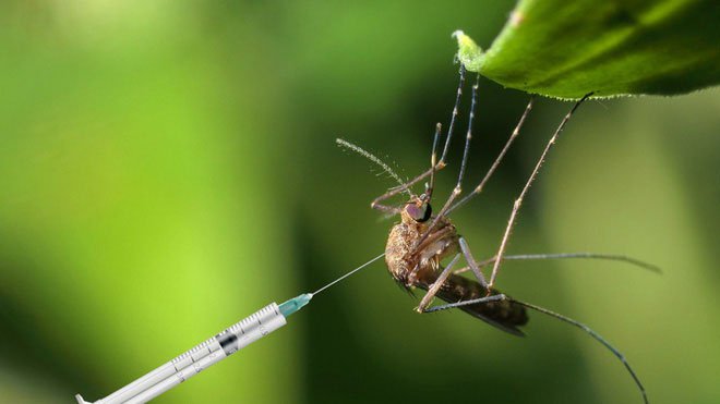 Muỗi cái không chịu yêu đương với muỗi đực biến đổi gene, dự án tiêu diệt loài muỗi thất bại