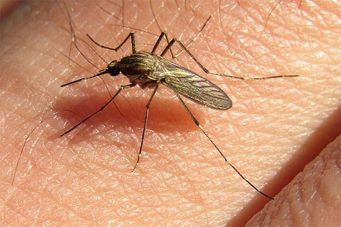 Muỗi lũ xâm chiếm Argentina, lây lan bệnh viêm não hiếm gặp