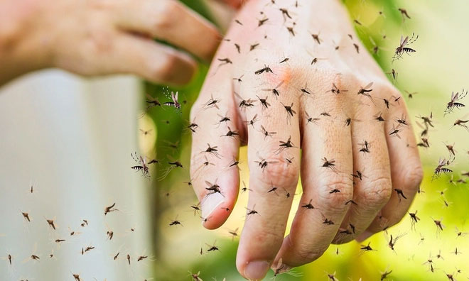 Muỗi sẽ tấn công con người quanh năm vì vấn đề này?