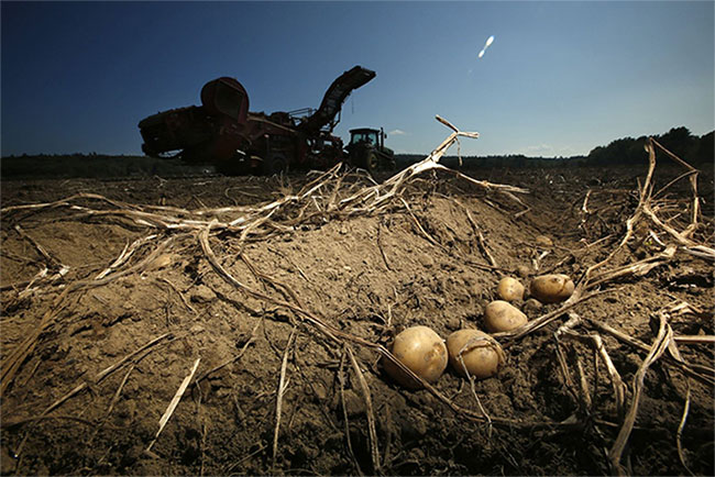 Mỹ nghiên cứu giống khoai tây có khả năng chống chịu biến đổi khí hậu