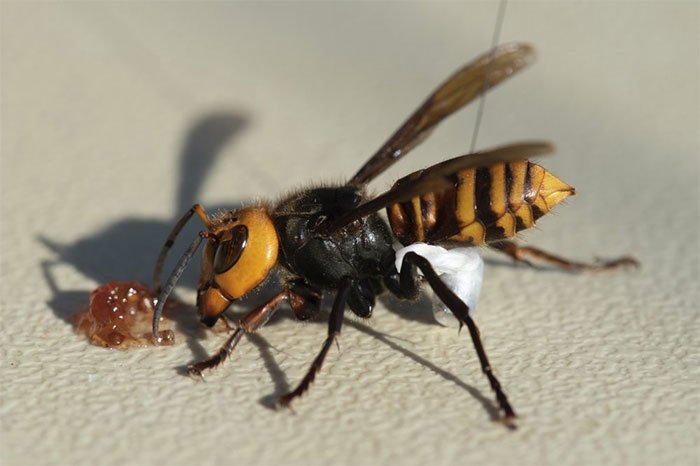 Mỹ phá hủy tổ ong vò vẽ châu Á xâm lấn đầu tiên