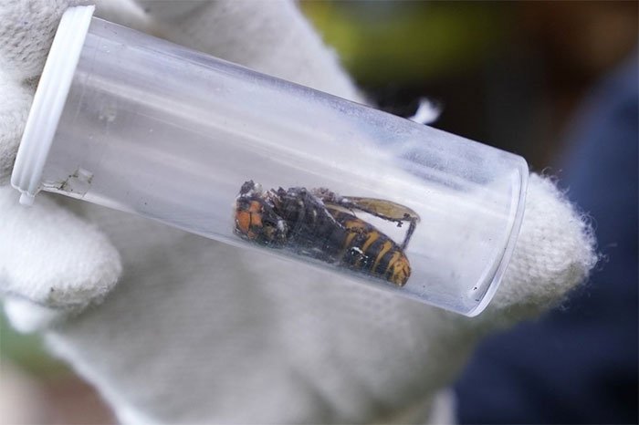Mỹ phá hủy tổ ong vò vẽ châu Á xâm lấn đầu tiên