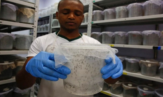 Mỹ sắp thả 2,4 tỷ con muỗi biến đổi gene ra ngoài môi trường