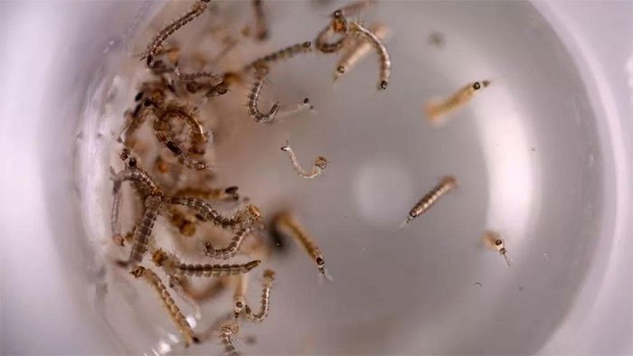 Mỹ thả muỗi biến đổi gene để làm gì?
