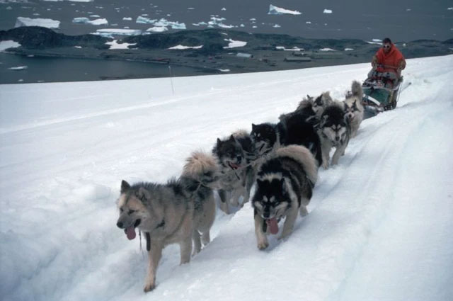Nam Cực - Lục địa chứa đựng đầy đau đớn và hi sinh của loài chó