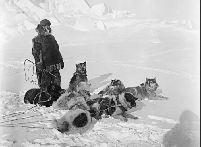 Nam Cực - Lục địa chứa đựng đầy đau đớn và hi sinh của loài chó