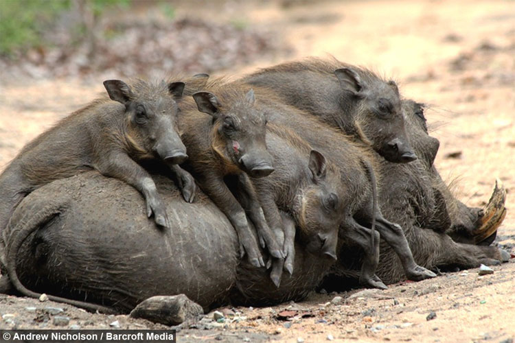 Năm Hợi tìm hiểu loài lợn cực thú vị: Mang ngà như voi, lại có đến 4 cái