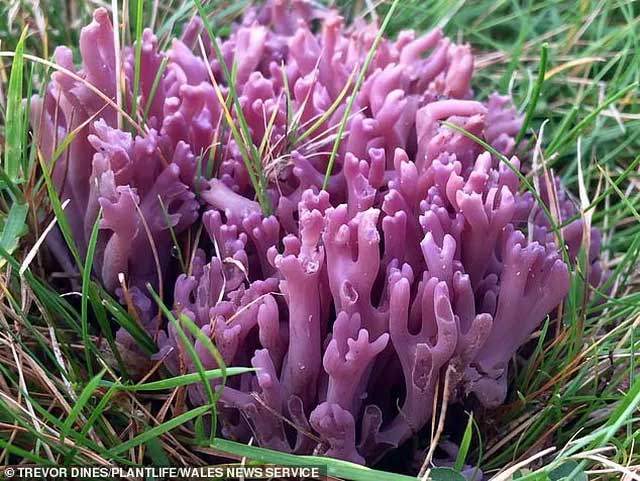 Nấm san hô tím quý hiếm được phát hiện ở miền Bắc xứ Wales