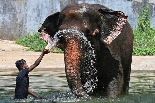 Nắng nóng hoành hành ở châu Á khiến người dân lao đao