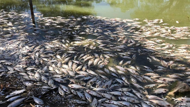 Nắng nóng kỷ lục 50 độ C, cá chết trắng mặt sông ở Australia