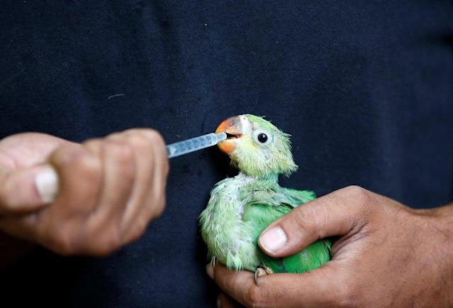 Nắng nóng kỷ lục ở Ấn Độ, chim đang bay cũng phải rơi xuống đất