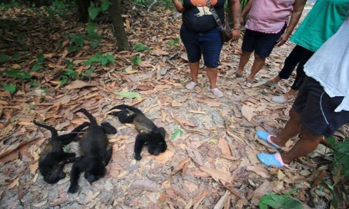 Nắng nóng ở Mexico khiến khỉ rú rơi chết hàng loạt