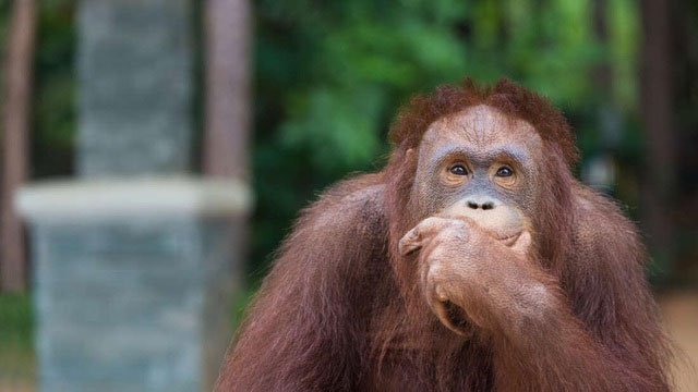 Não to hơn có thông minh hơn?