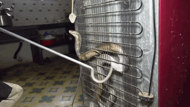 Nấp sau tủ lạnh, rắn hổ mang hung hăng tấn công người khi bị bắt