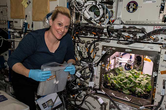 NASA trồng thành công cải củ trong không gian