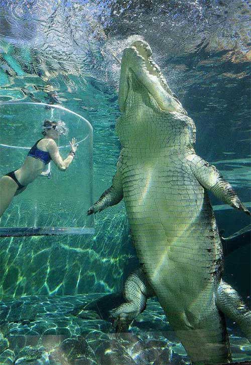 Nếu cá sấu và cá mập trắng lớn gặp nhau, loài nào sẽ sống sót cuối cùng?