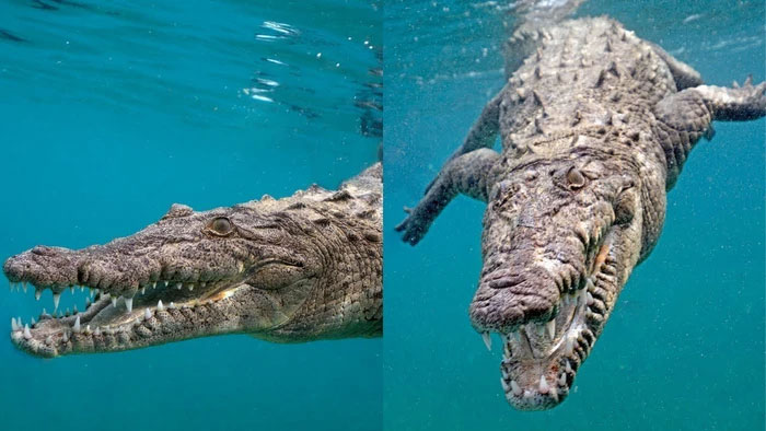 Nếu cá sấu và cá mập trắng lớn gặp nhau, loài nào sẽ sống sót cuối cùng?