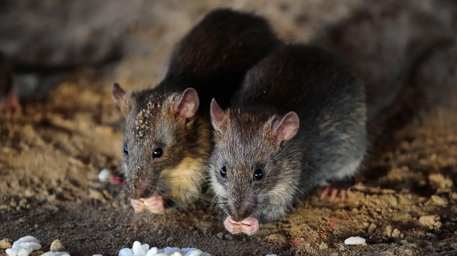 Nếu chuột hoàn toàn biến mất trên Trái đất, con người sẽ gặp phải rắc rối lớn