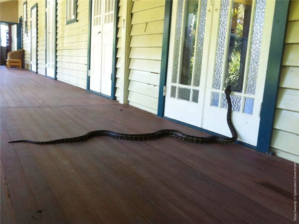 Nếu đã lỡ sợ rắn thì đừng bao giờ đến Australia