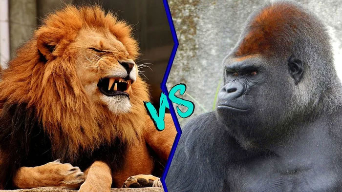 Nếu khỉ đột và sư tử gặp nhau, loài nào sẽ thắng?