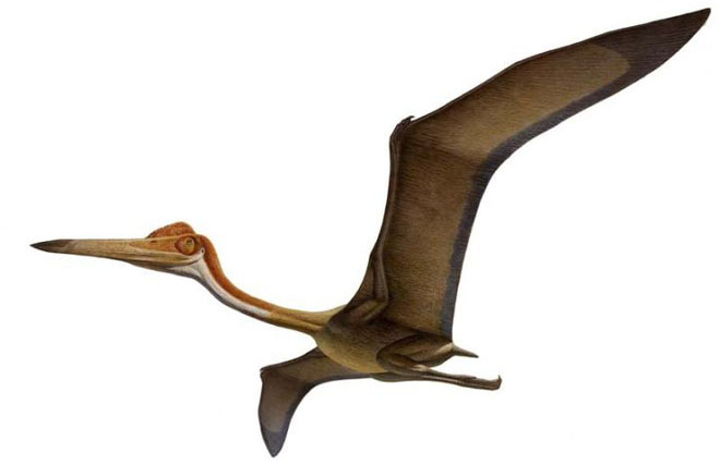 Nếu khủng long bay không bị tuyệt chủng, con người có thể thuần hóa chúng thành thú cưỡi không?