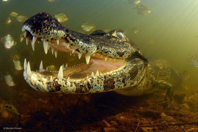 Nếu thả một con cá sấu xuống ao có hàng trăm con cá Piranha, liệu cá sấu có bị cắn chết không?