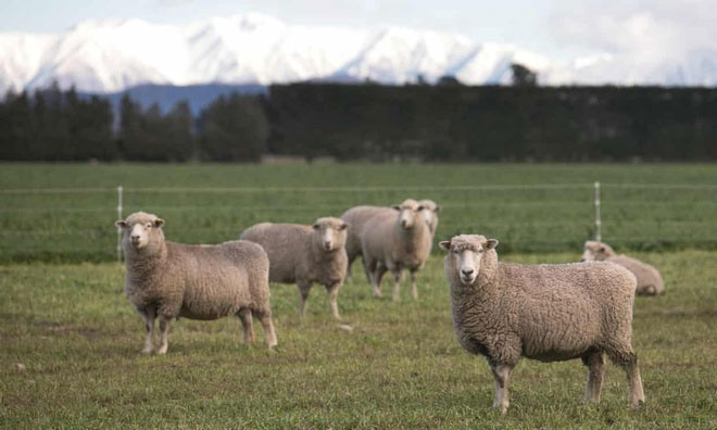 New Zealand lai tạo loại cừu ít xì hơi để ngăn biến đổi khí hậu