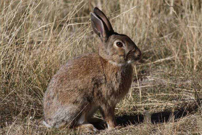 New Zealand muốn dùng virus truy sát thỏ hoang